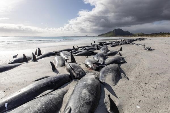 50余頭領航鯨在英國海灘擱淺死亡
