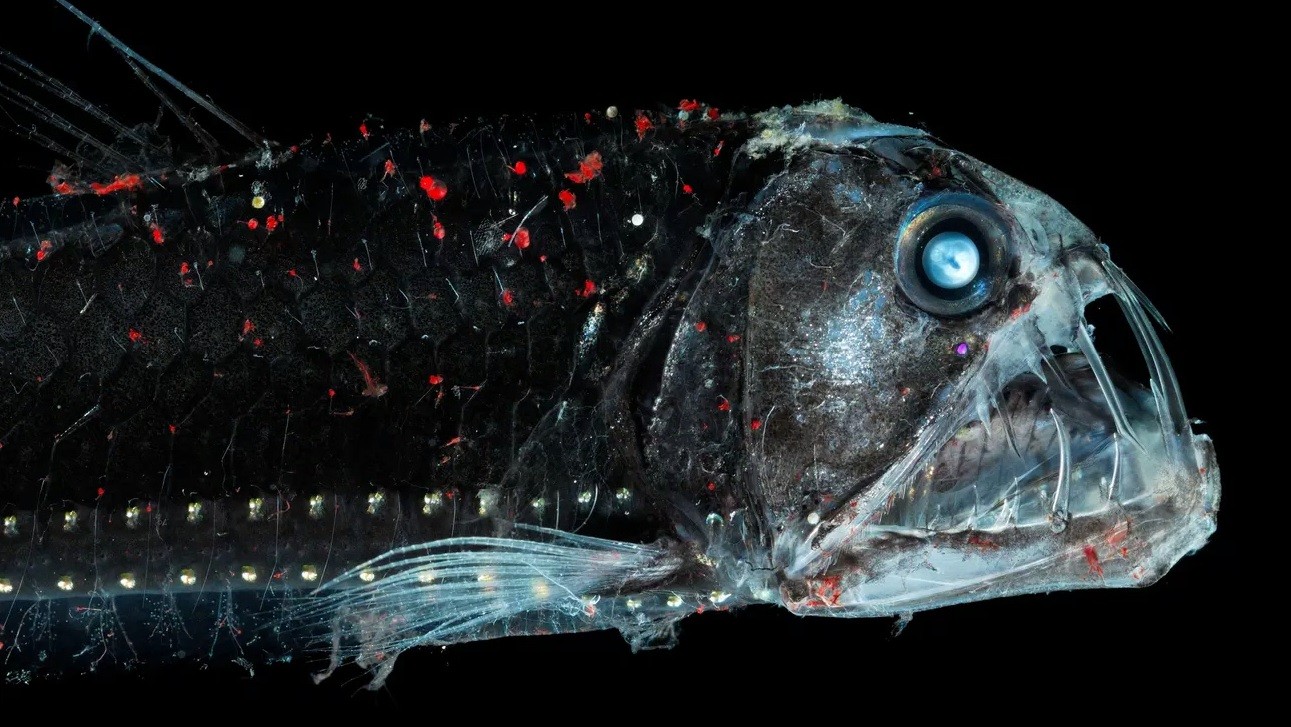 深海鱼类为何看起来像外星人？