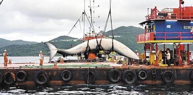 观鲸船停止服务，鲸鱼仍疑被船只撞伤死亡！