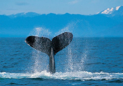 世界上还剩下多少头鲸鱼？